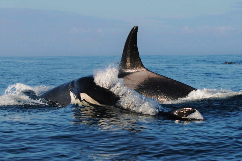 Vancouver Whale Watching Tour