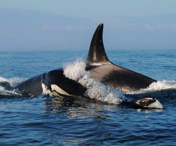 Vancouver Whale Watching Tour